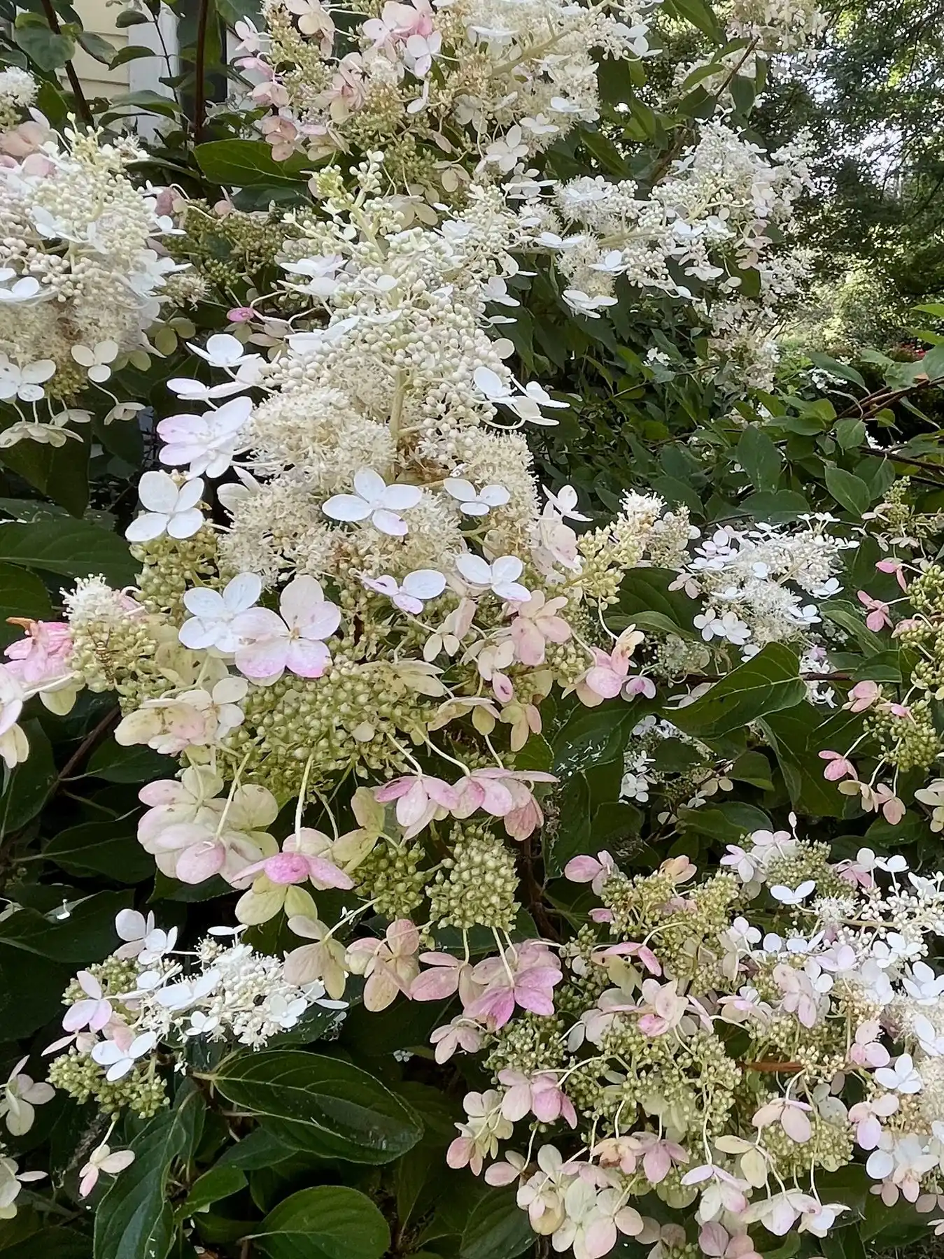 Chantilly Lace hydrangea in white and pink