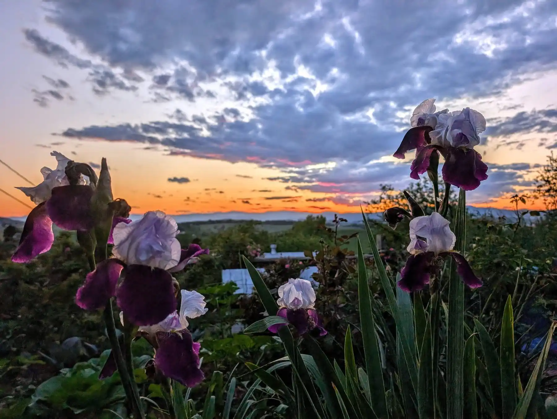 Irises in bloom