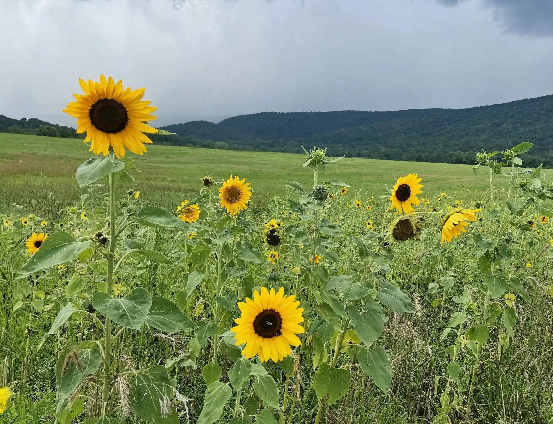 Sunflower field below the mountains
